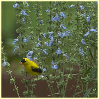Goldfinch in the Blue Sage