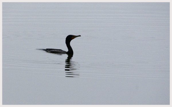 Cormorant at Kirby Park