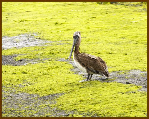 Pelican at Elkhorn Slough