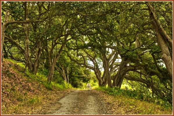 Along the Oak Marsh Loop trail at Elkhorn Slough