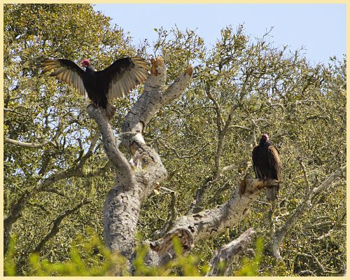 Vultures near the Elknorn Slough visitor center