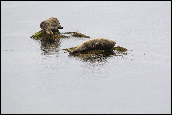 Seals in Monterey Bay near Fisherman's Wharf