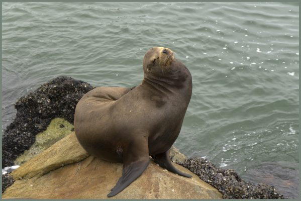 Seal at the Coast Guard Pier