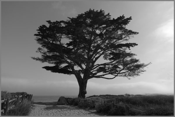 A tree at Monterey Bay Park