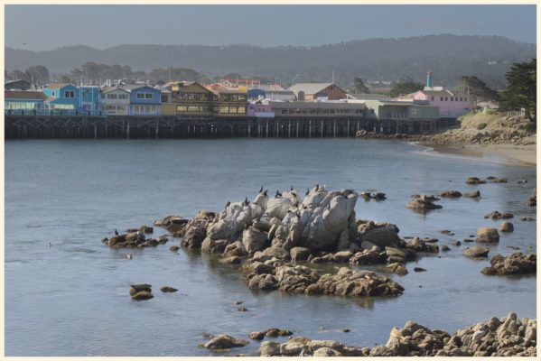 Fishermans's Wharf and the birds