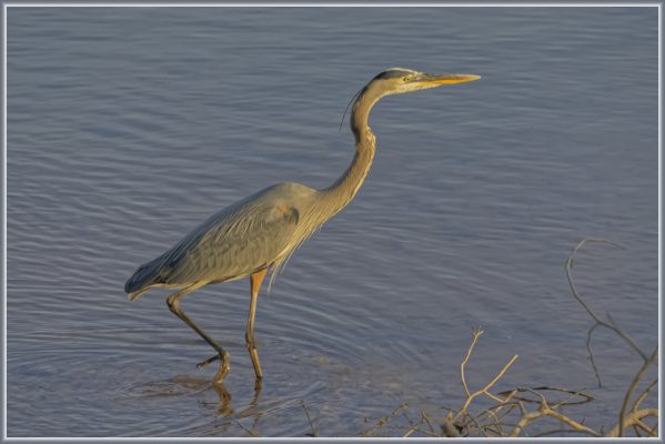 Mr Heron