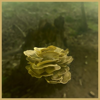Fungus along the trail at East Pallisades