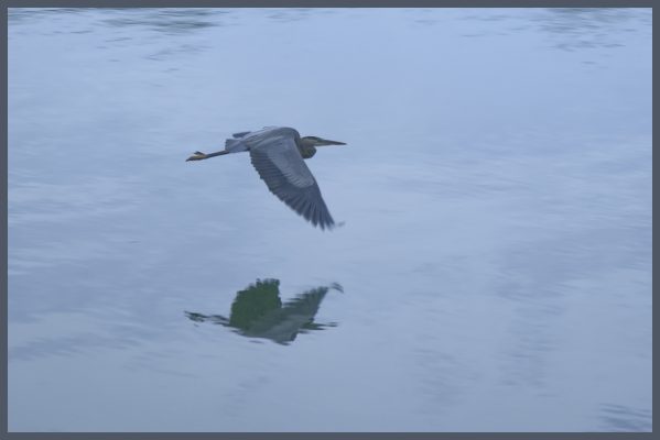 Teh heron at Lake Lanier one morning