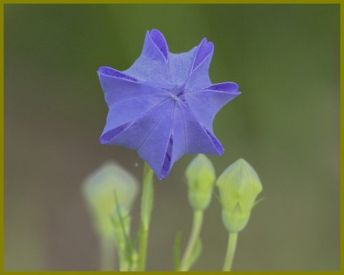 Balloon flower in the front yard