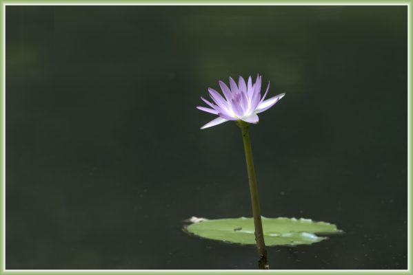 Waterlily bloom at Gibbs Gardens