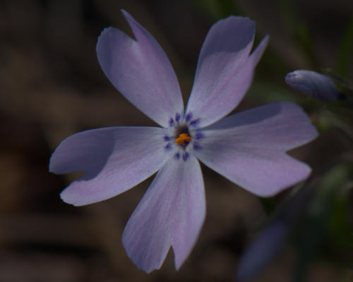 First phlox bloom of the year