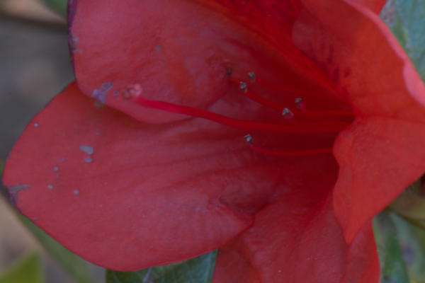 Azalea bloom closeup