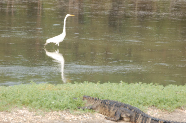 CraneAndGator1