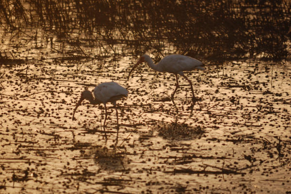 Day1birding2