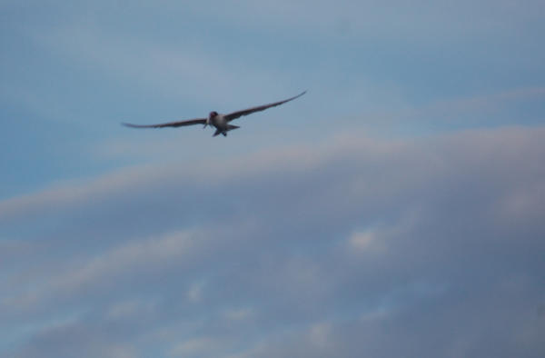 Day1birding4