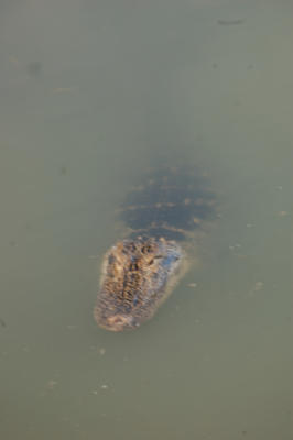 GatorCloseUp1