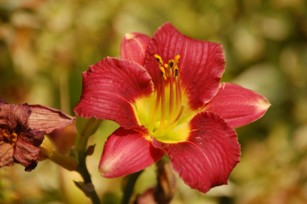 RedGoldDayLily1