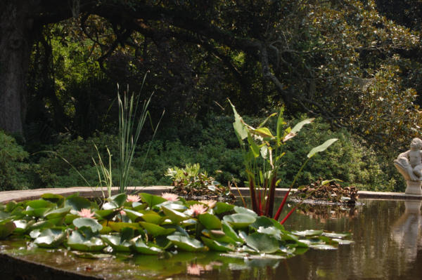 WaterLilies1