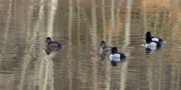 Ducks at Sims Lake Park