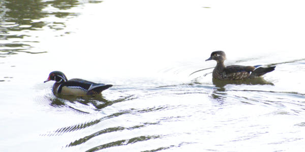 Wood ducks at Sims Lake Park