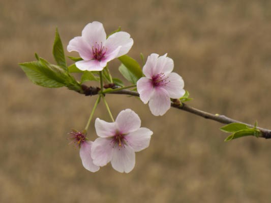 Cherry blossoms near the subdivision entrance