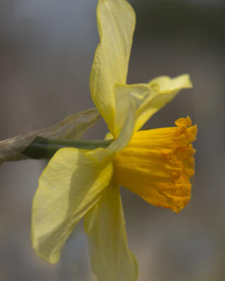 Daffodil close-up