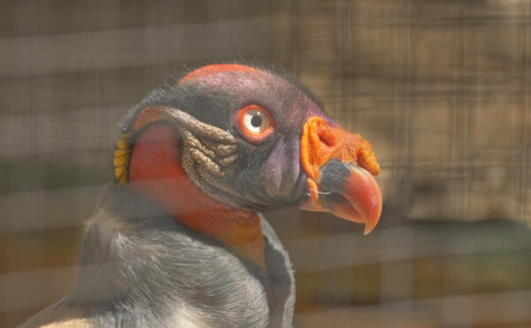 A king vulture