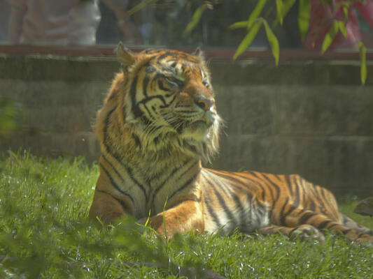 El Tigre at ease