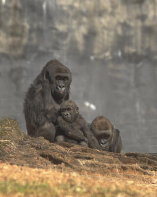 Gorilla family at Zoo Atlanta in March