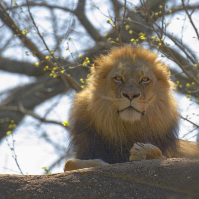 Better lion portrait