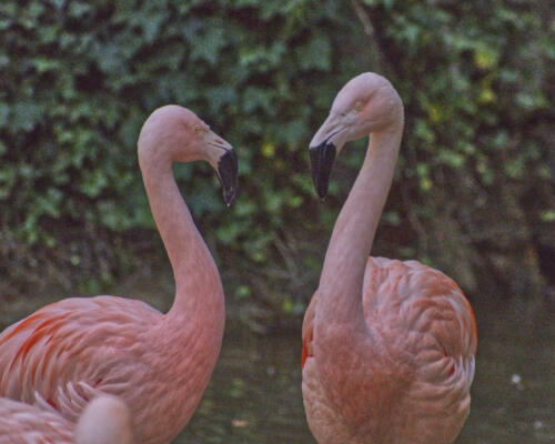 And a couple of flamingos