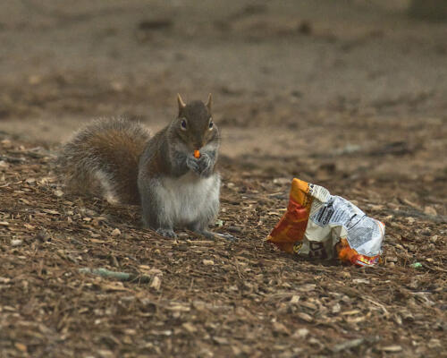 Squirrel and Snack