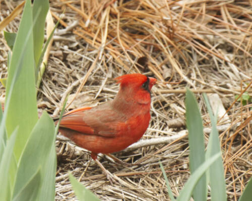 Male Cardinal
