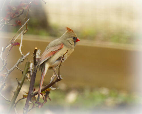 Female Cardinal