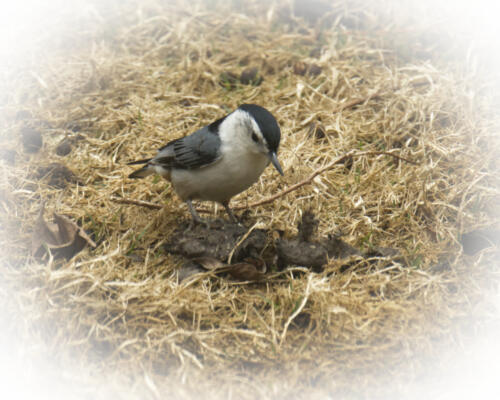 Blackcapped Chickadee