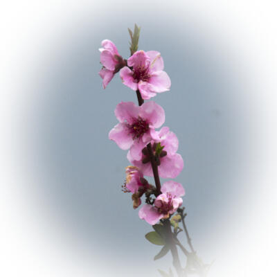 Blooms at West Bank Park, March 2022