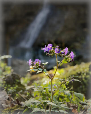 Blooms below the falls