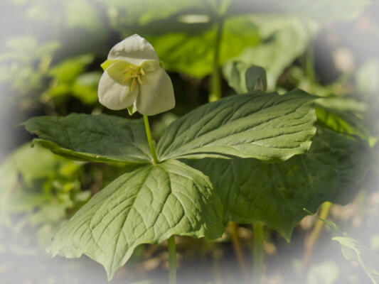 Trillium along the trail