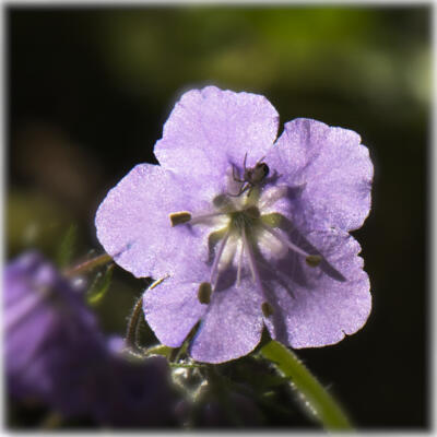Bug on a backlit bloom