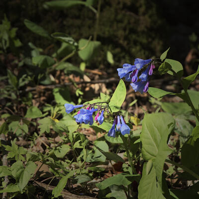 Bluebell blooms