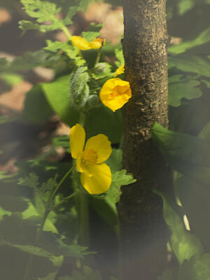 Yellow blooms, not blue blooms