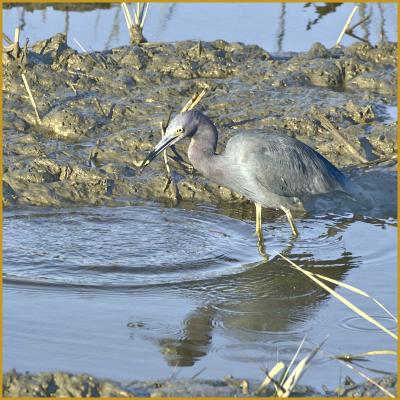 Little blue heron feeding in the marsh