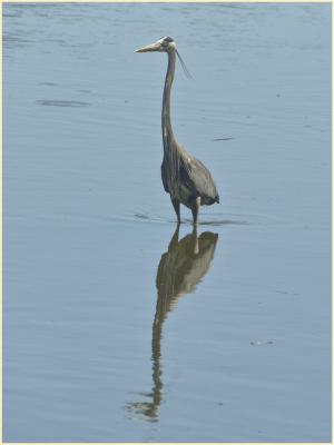 Great Blue Heron, the standard view