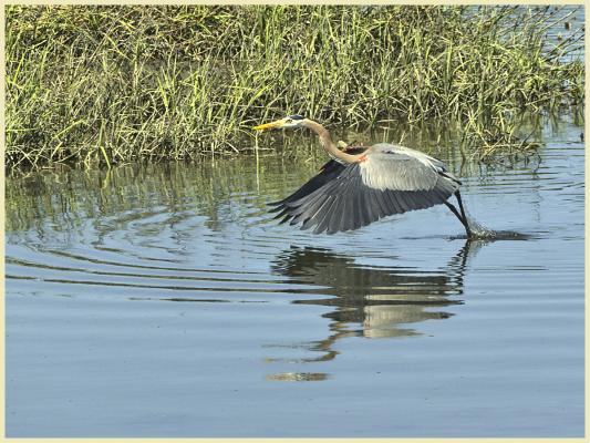 GBH taking off