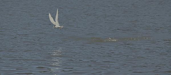 Gull in flight after fishing