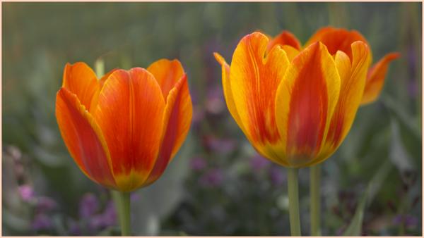 Tulips at Gibbs Gardens