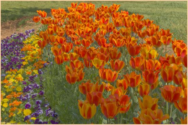 Blooms at Gibbs Gardens