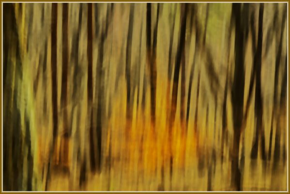 In the woods at Sawnee Mountain Preserve