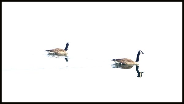 Geese in the fog at Lake Lanier