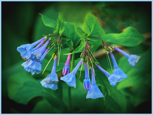 Bluebells at the Shirley Miller Wildflower Trail